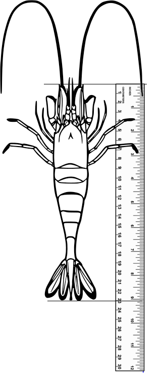 largest-shrimp